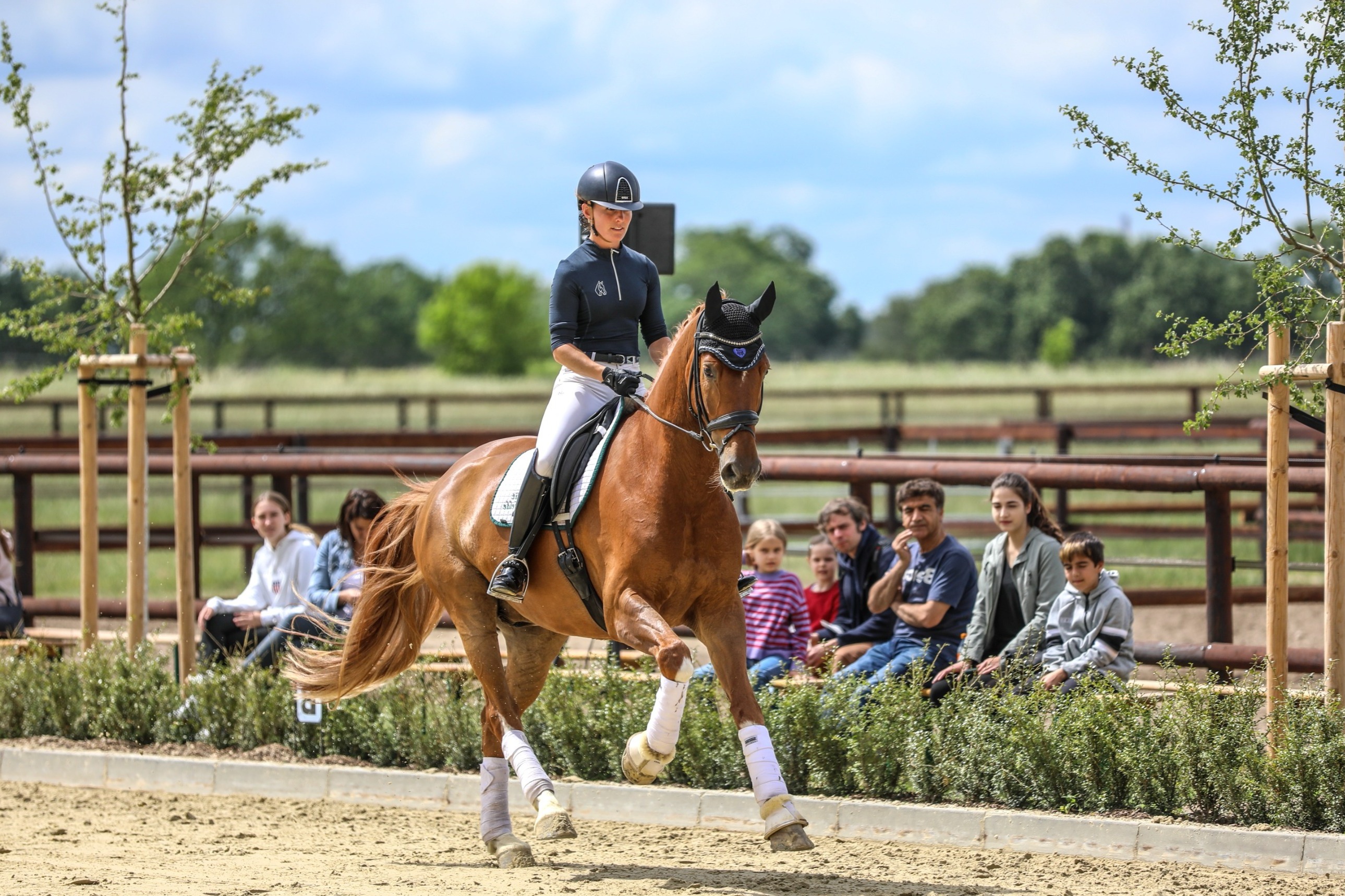 Beritt für junge Dressurpferde: Kosten transparent erklärt