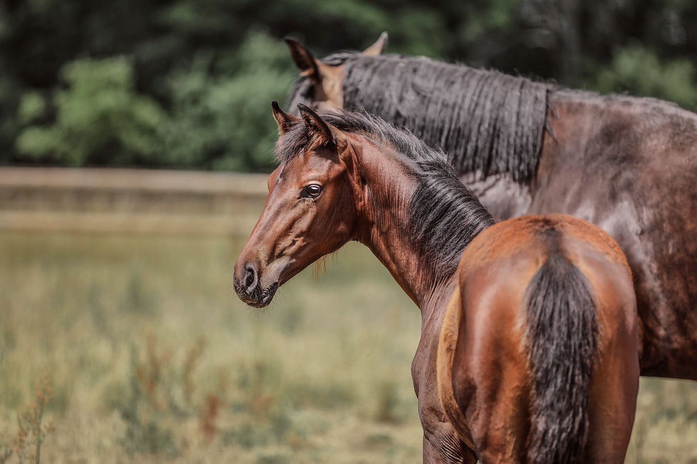 Pferd vom Züchter oder Händler kaufen? Die ehrliche Gegenüberstellung
